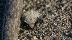 Dasymutilla sackenii