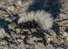Dasymutilla sackenii