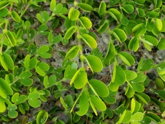 Chamaecrista rotundifolia