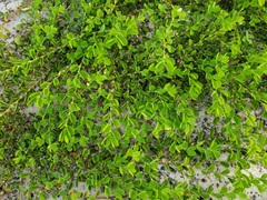 Chamaecrista rotundifolia