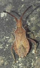 Coriomeris denticulatus