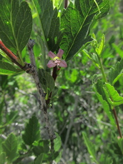 Bridgesia incisifolia