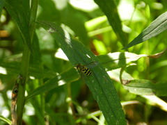 Syrphus knabi