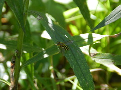 Syrphus knabi