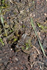 Eumodicogryllus bordigalensis