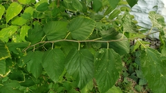 Celtis occidentalis
