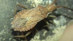 Coriomeris denticulatus