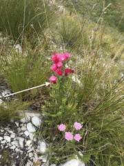 Phaenocoma prolifera