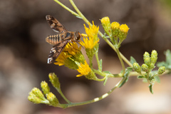 Poecilanthrax arethusa