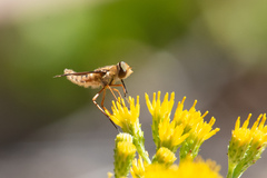 Poecilanthrax arethusa