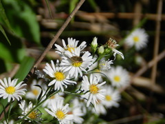 Sparnopolius confusus