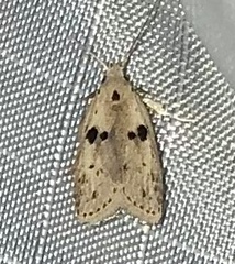 Scythropiodes issikii