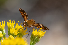 Poecilanthrax arethusa