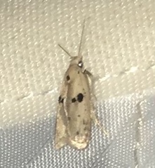 Scythropiodes issikii