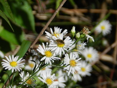 Sparnopolius confusus