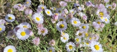 Erigeron divergens