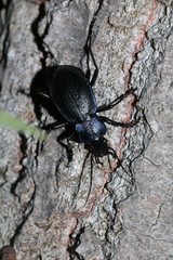 Carabus problematicus