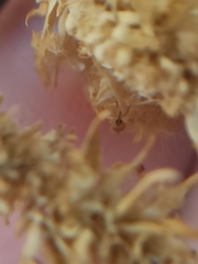 Nanophyinae