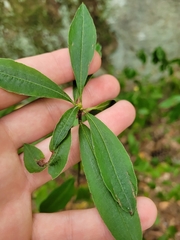 Rhododendron