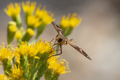 Poecilanthrax arethusa