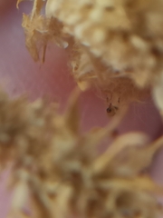 Nanophyinae
