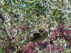 Turdus amaurochalinus