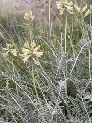 Astragalus curtipes