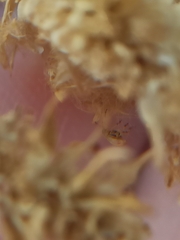 Nanophyinae