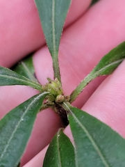 Rhododendron