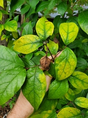 Calycanthus floridus