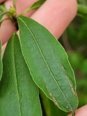 Rhododendron
