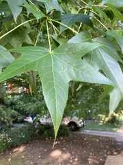 Liquidambar