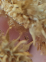 Nanophyinae