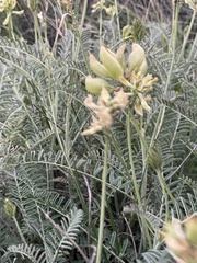 Astragalus curtipes