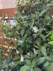 Trachelospermum jasminoides