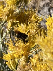 Bombus vosnesenskii