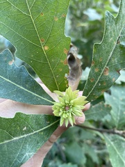 Andricus quercusfrondosus