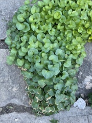 Viola