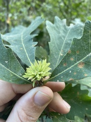 Andricus quercusfrondosus