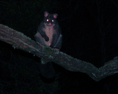 Trichosurus cunninghami