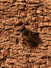 Eristalis tenax