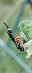 Pimpla rufipes