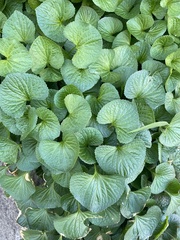 Viola