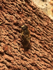 Eristalis tenax