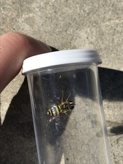 Dasysyrphus intrudens