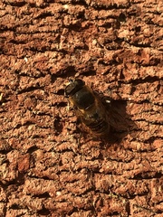 Eristalis tenax