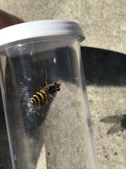 Dasysyrphus intrudens