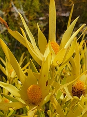 Leucadendron xanthoconus