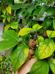 Calycanthus floridus