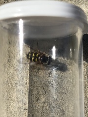 Dasysyrphus intrudens